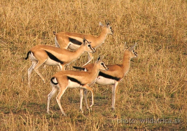 Serengeti Mammals/P8220154